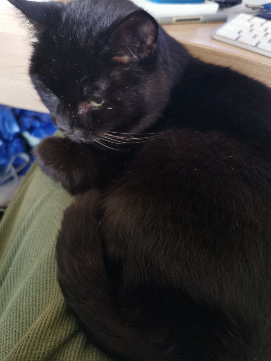 Cheshire Black Cat tweet media