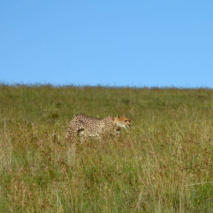 SANParks Mountain Zebra tweet media