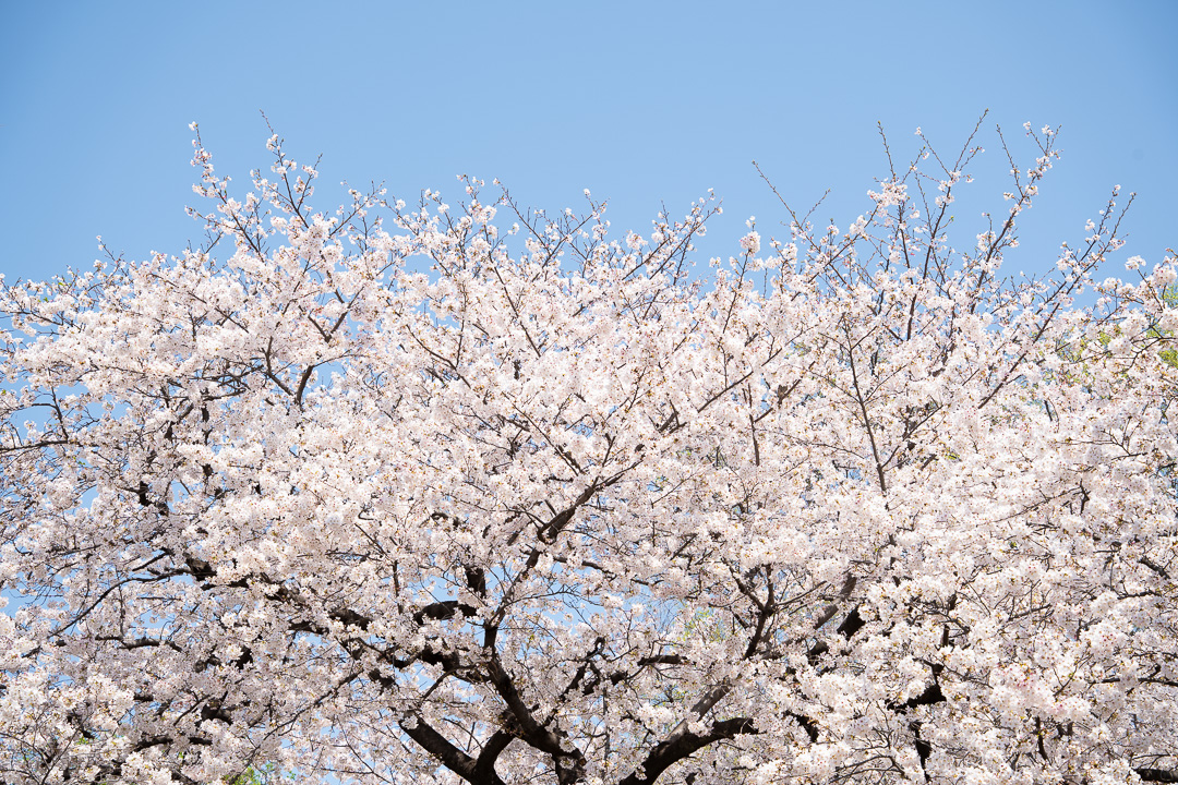 Zenji_Uehara's tweet photo. Yoshino cherry blossoms converted to Mirrography using my own program.
ソメイヨシノを自作プログラムで「Mirrography」(ミログラフィ)に変換。
#mirrography #kaleidoscope #cherryblossoms #sakura #万華鏡 https://t.co/2XKCxoH83V
