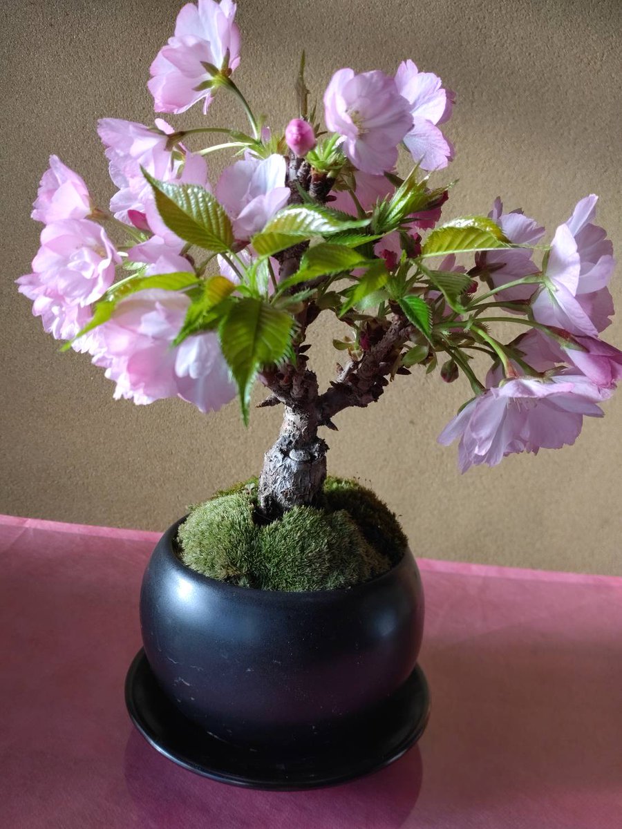 キレイですね🌸