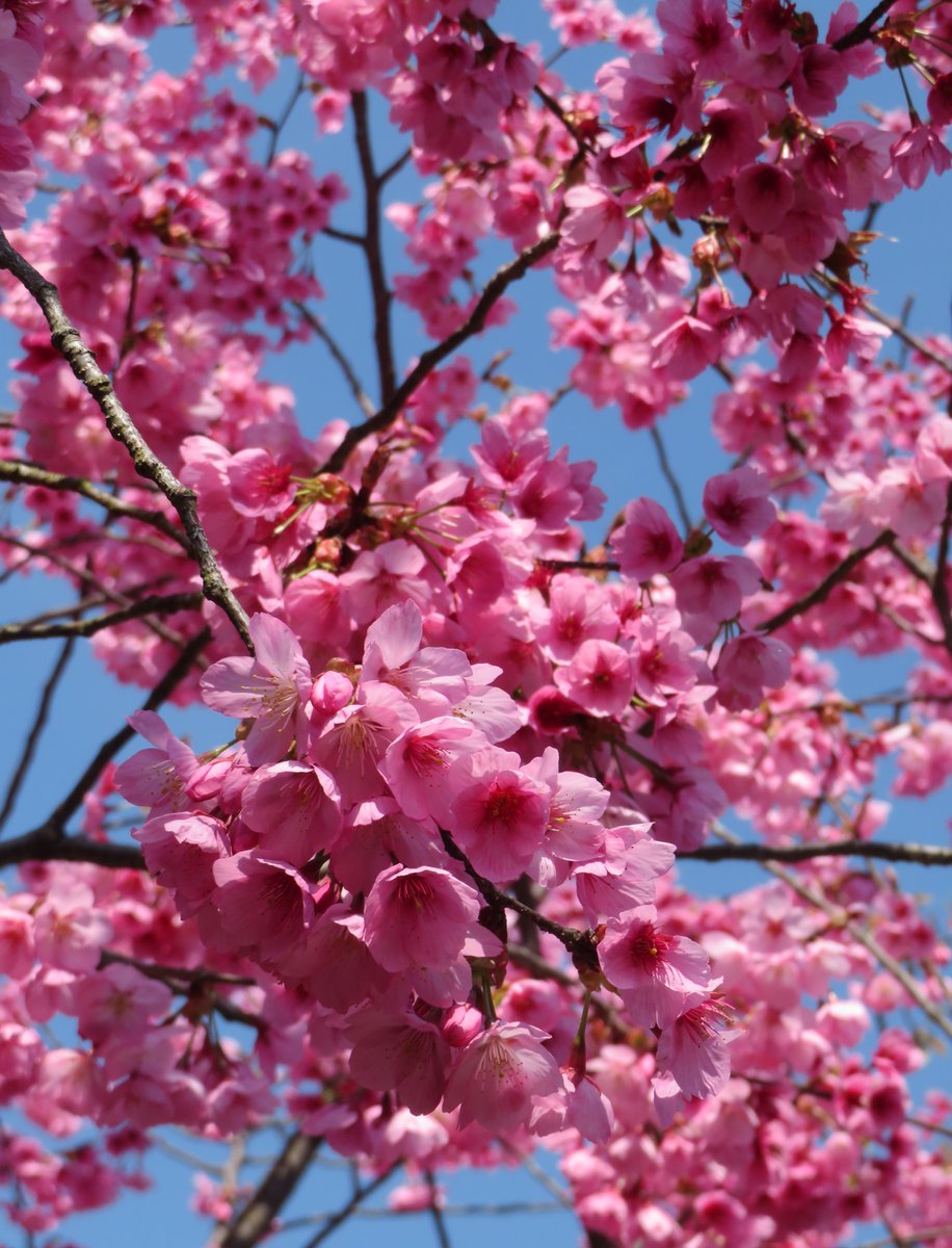 hitomihcx's tweet image. Prince Abe no Seimei Saga Graveyard/安倍晴明公嵯峨御墓所/2026.04.03
#Kyoto #京都 #arashiyama #嵐山
#AbeNooSeimei #安倍晴明
#PrinceAbeNoSeimeiSagaGraveyard
#安倍晴明墓所 #安倍晴明公嵯峨御墓所
#CherryBlossoms #桜