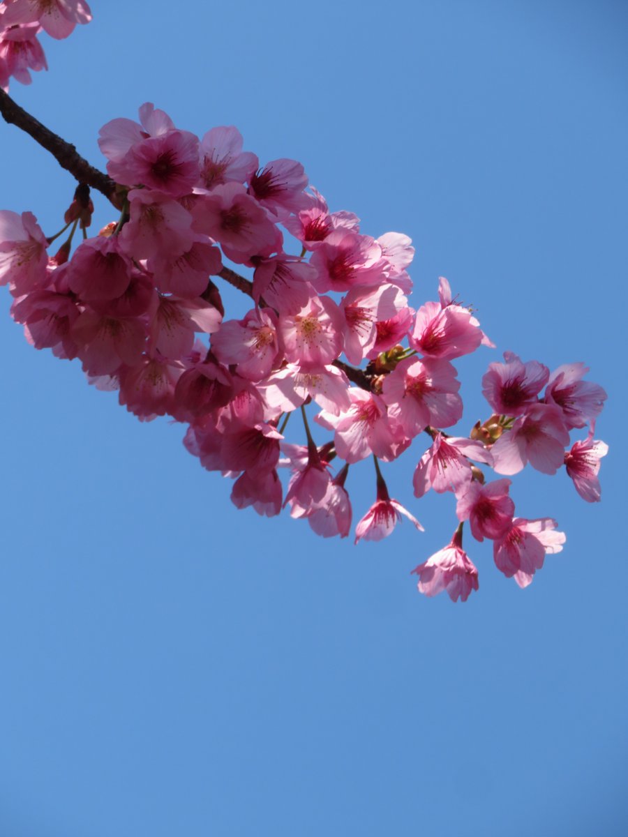 hitomihcx's tweet image. Prince Abe no Seimei Saga Graveyard/安倍晴明公嵯峨御墓所/2026.04.03
#Kyoto #京都 #arashiyama #嵐山
#AbeNooSeimei #安倍晴明
#PrinceAbeNoSeimeiSagaGraveyard
#安倍晴明墓所 #安倍晴明公嵯峨御墓所
#CherryBlossoms #桜