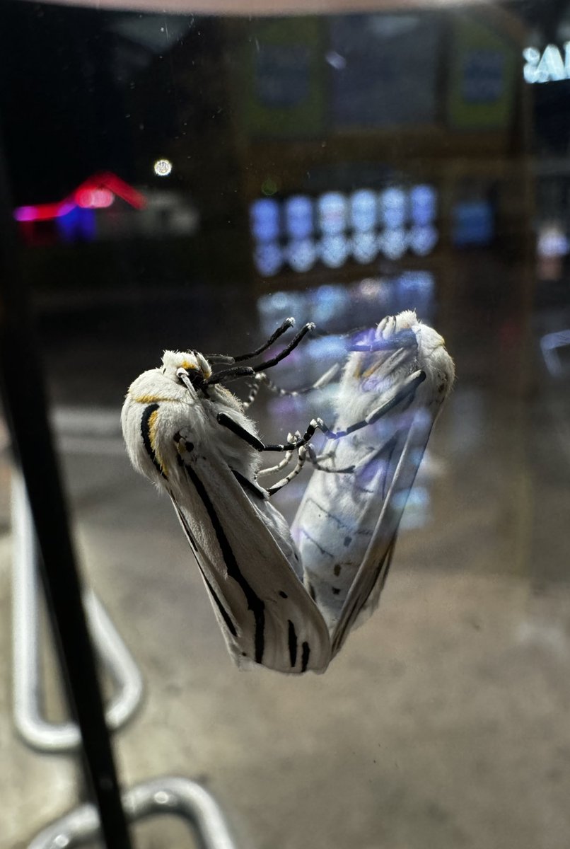 caiterpillar𓆑 tweet media