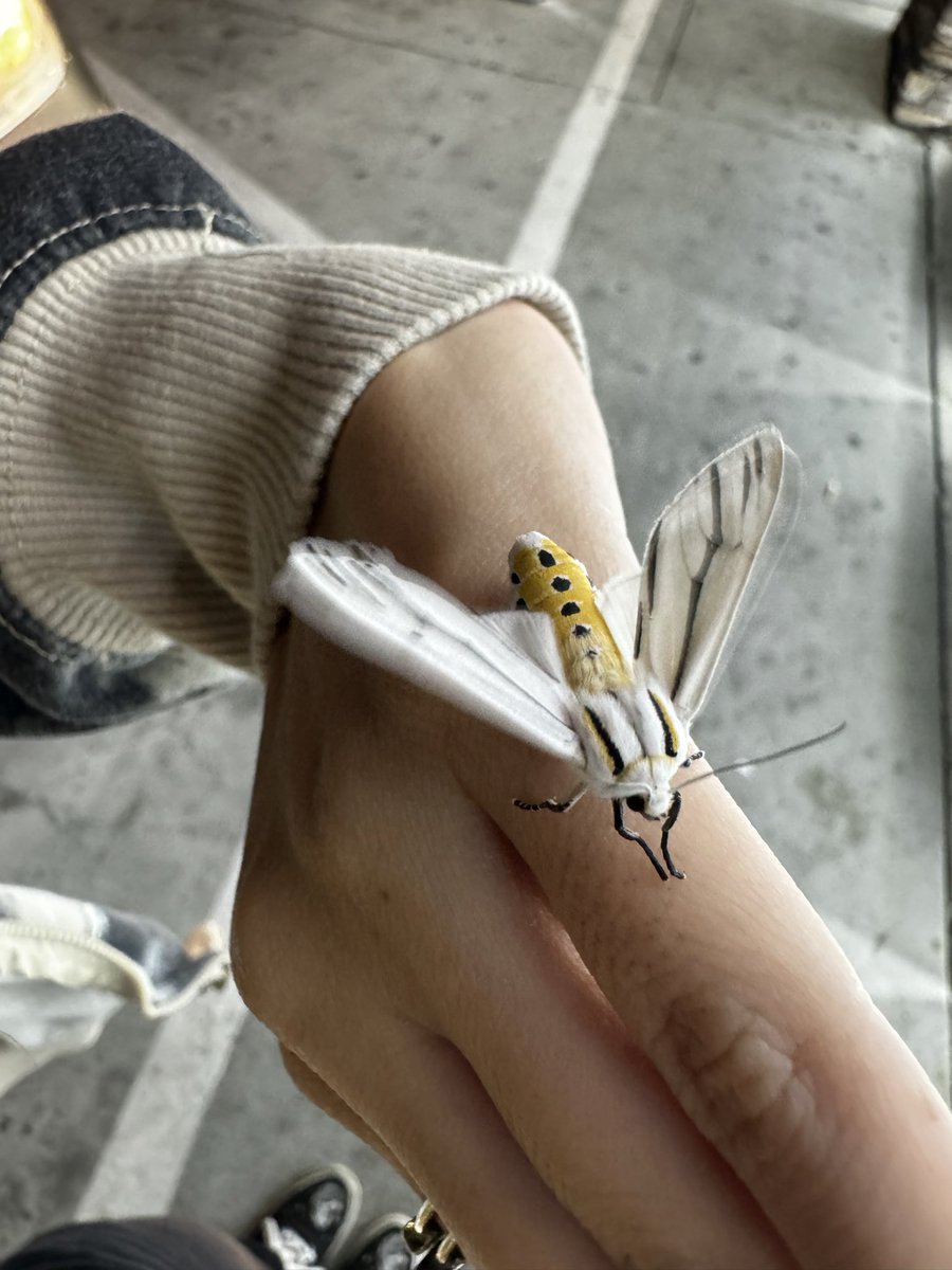 caiterpillar𓆑 tweet media