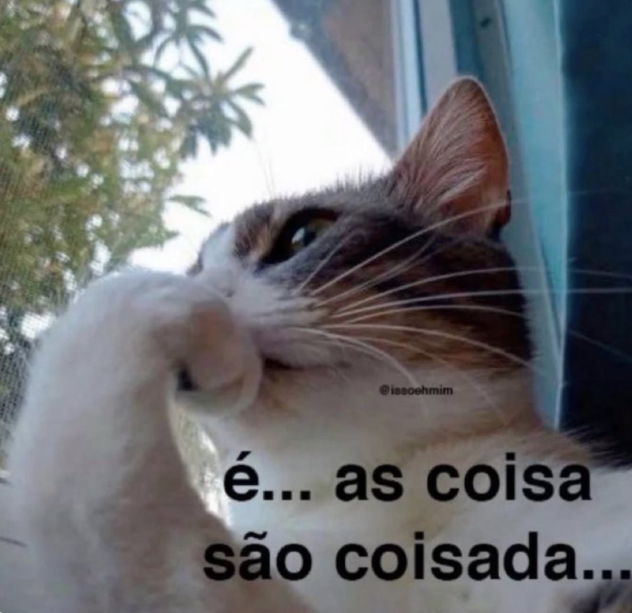 gatos fazendo gatices (@gatinarios) on Twitter photo 