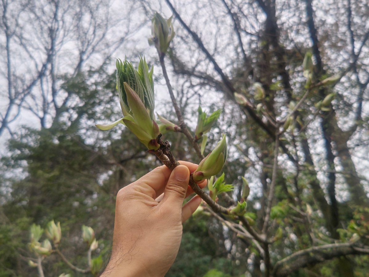 シーキチン tweet media