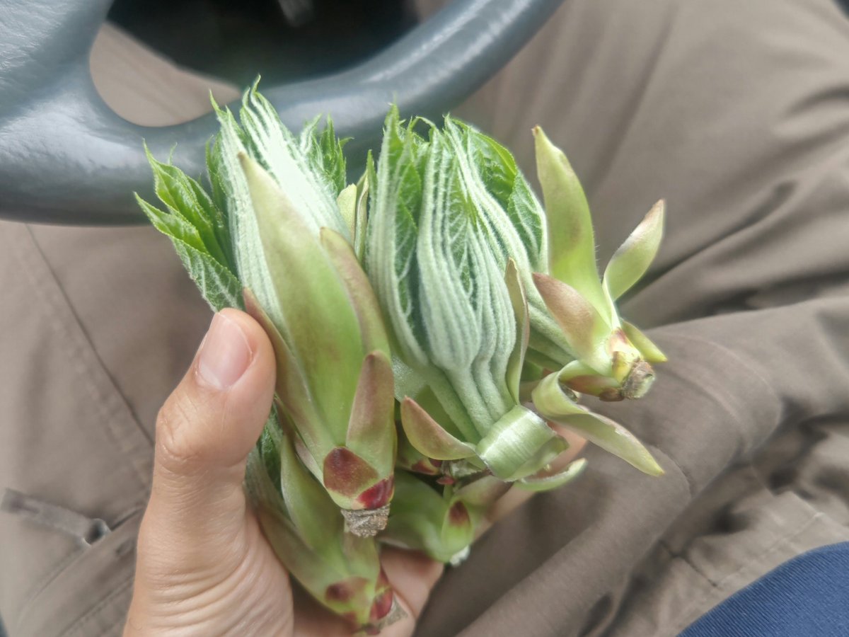 シーキチン tweet media