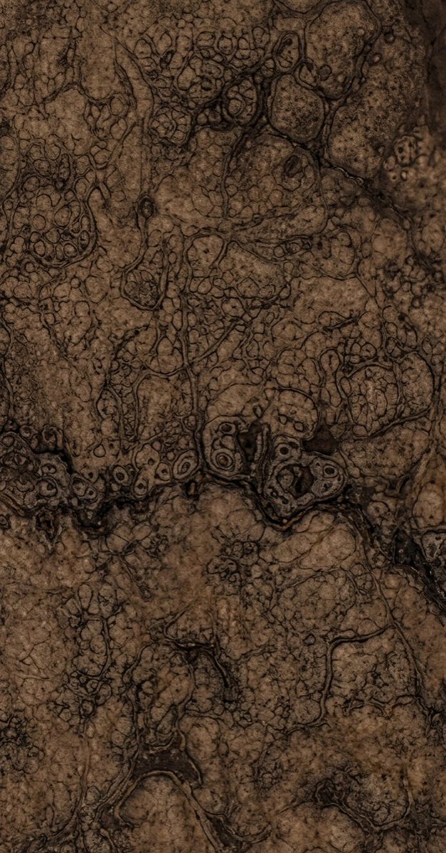 omega3_cxd tweet media