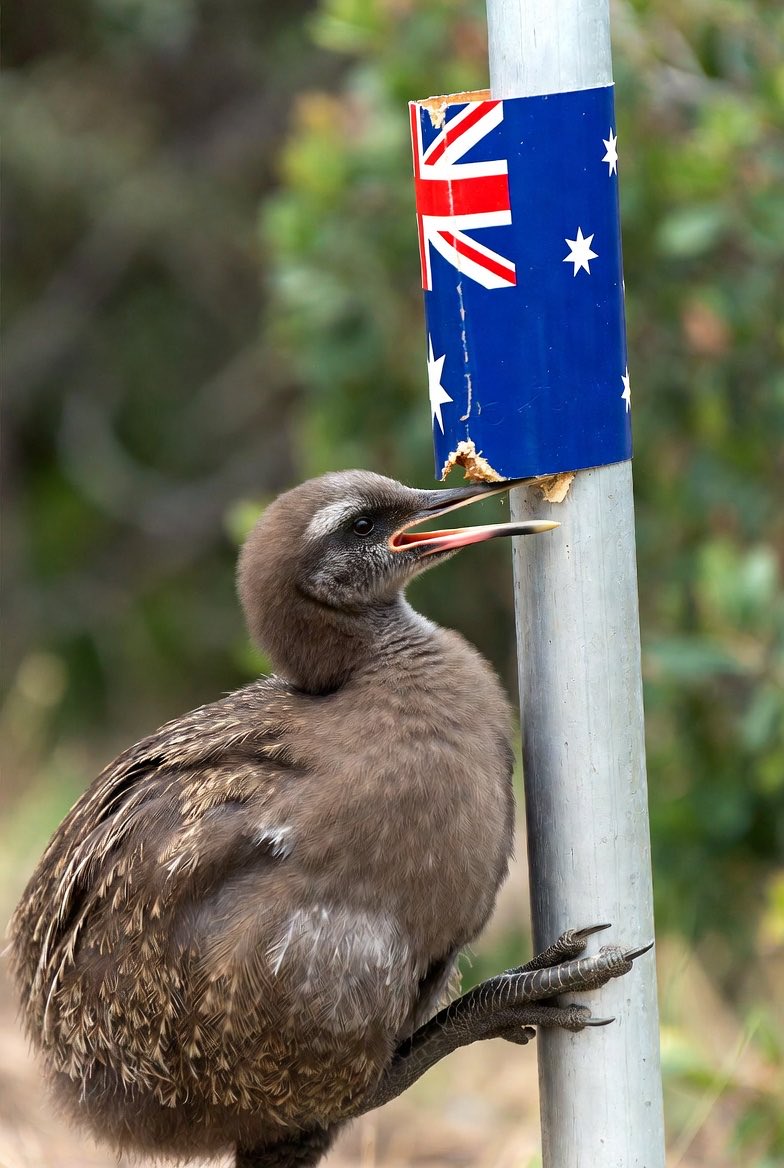 Peter Cronau tweet media