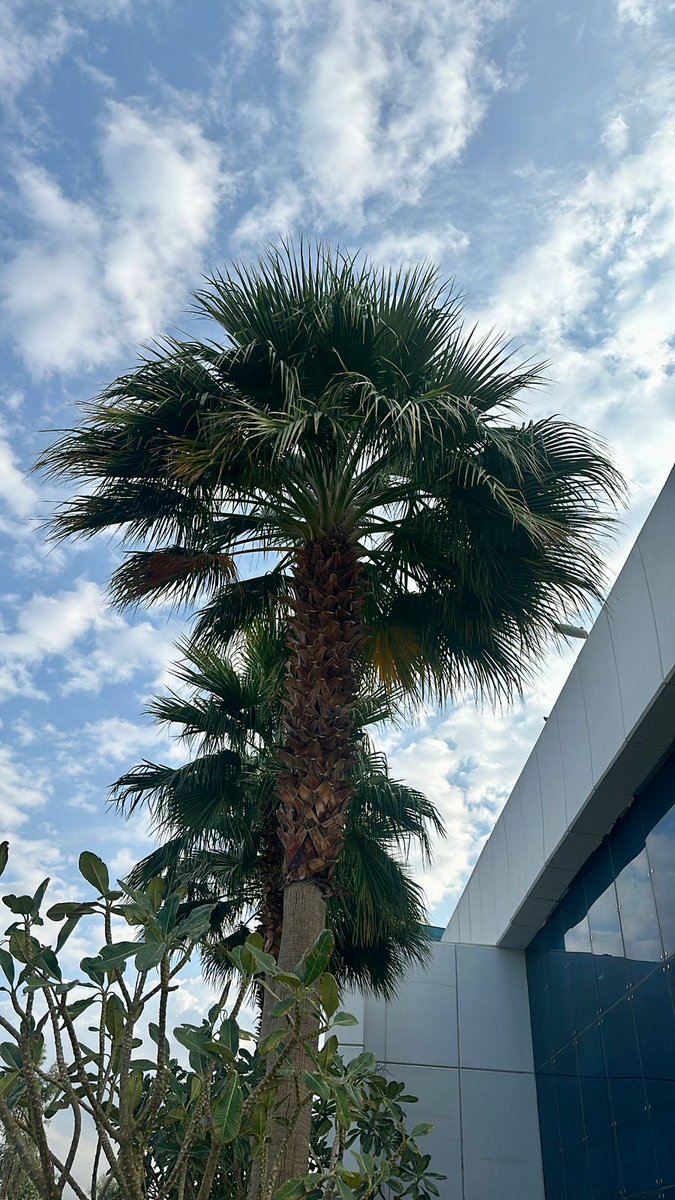 SulMD7's tweet photo. ⛅️🌴✨✨✨ https://t.co/bpK01zh4Md