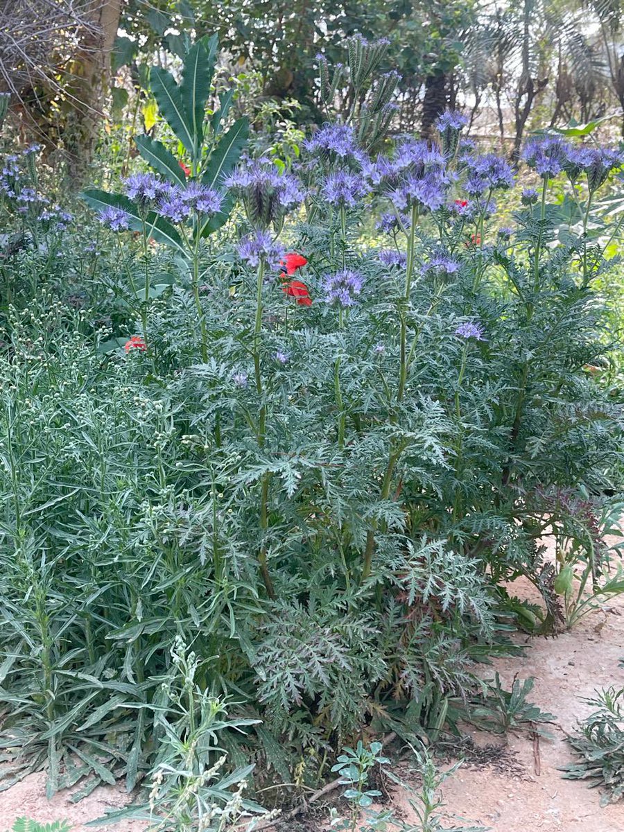 ksumpg's tweet photo. نبات (فاسيليا ) او زهرة النحل 
🌿 الاسم العلمي:

 Phacelia tanacetifolia
🌱 العائلة:
Boraginaceae
(وأحيانًا يُصنّف في عائلة مستقلة:  Hydrophyllaceae...!

من نباتات الحديقه الطبيه هذا الموسم

#جامعة_الملك_سعود 
#كلية_الصيدلة 
#قسم_العقاقير
#حديقة_النباتات_الطبية https://t.co/3qCEAieykh
