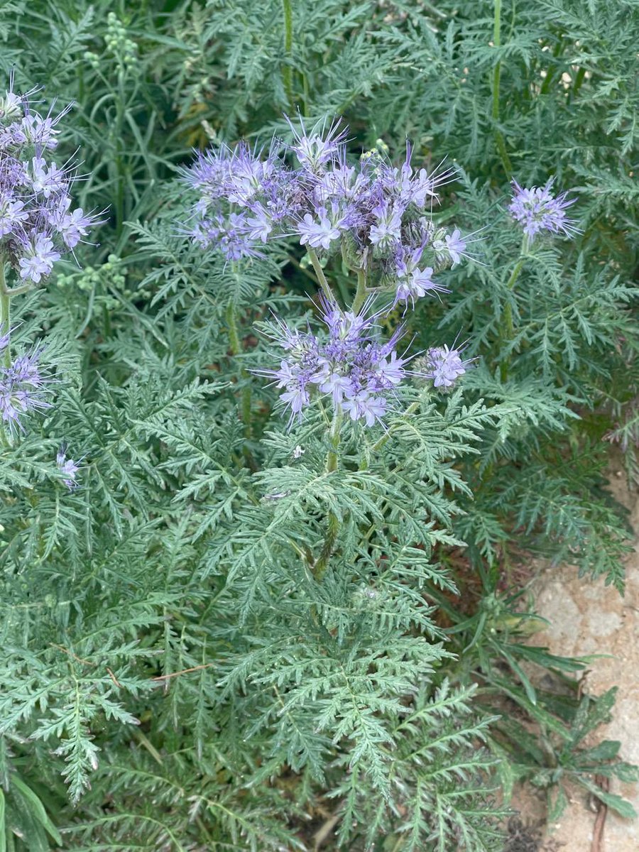 ksumpg's tweet photo. نبات (فاسيليا ) او زهرة النحل 
🌿 الاسم العلمي:

 Phacelia tanacetifolia
🌱 العائلة:
Boraginaceae
(وأحيانًا يُصنّف في عائلة مستقلة:  Hydrophyllaceae...!

من نباتات الحديقه الطبيه هذا الموسم

#جامعة_الملك_سعود 
#كلية_الصيدلة 
#قسم_العقاقير
#حديقة_النباتات_الطبية https://t.co/3qCEAieykh