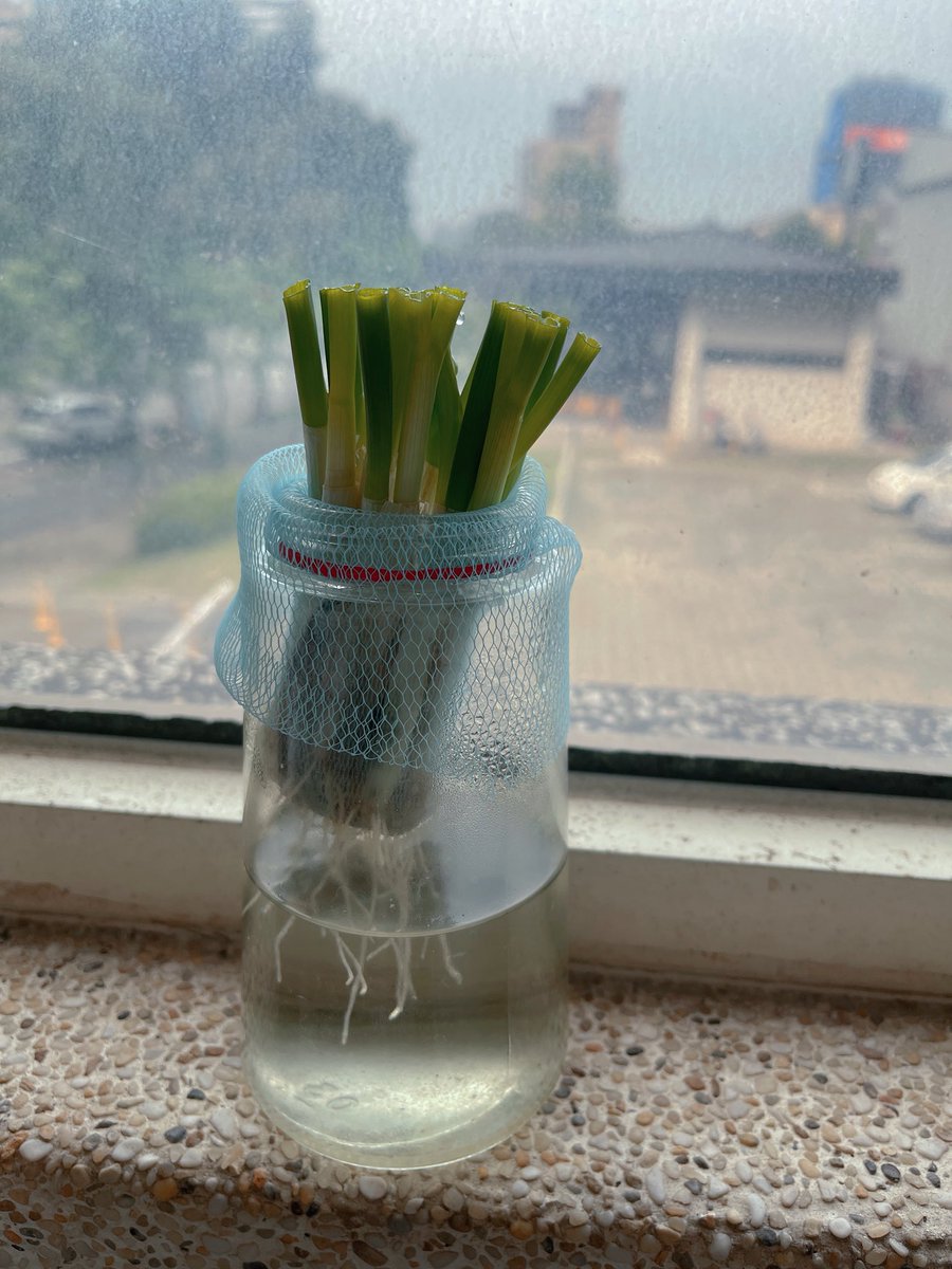 櫻野露🌸 漫畫家❤️朝活挑戰中 tweet media