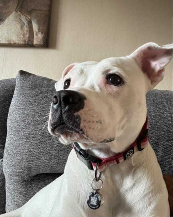 Dogs Trust Leeds tweet media