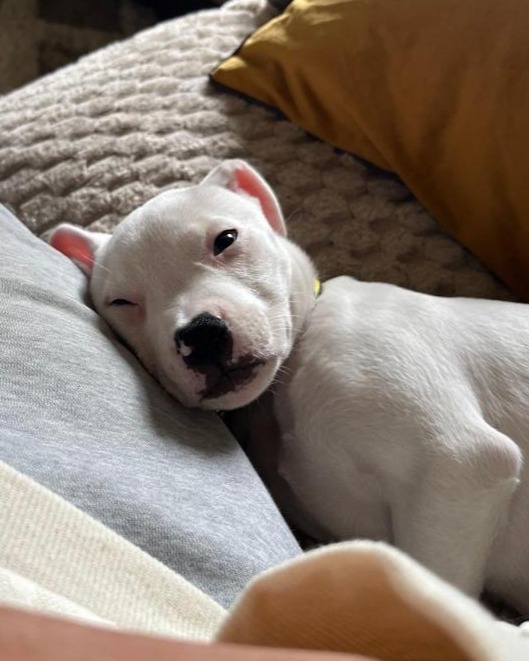 Dogs Trust Leeds tweet media