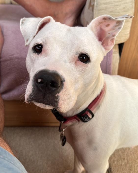 Dogs Trust Leeds tweet media