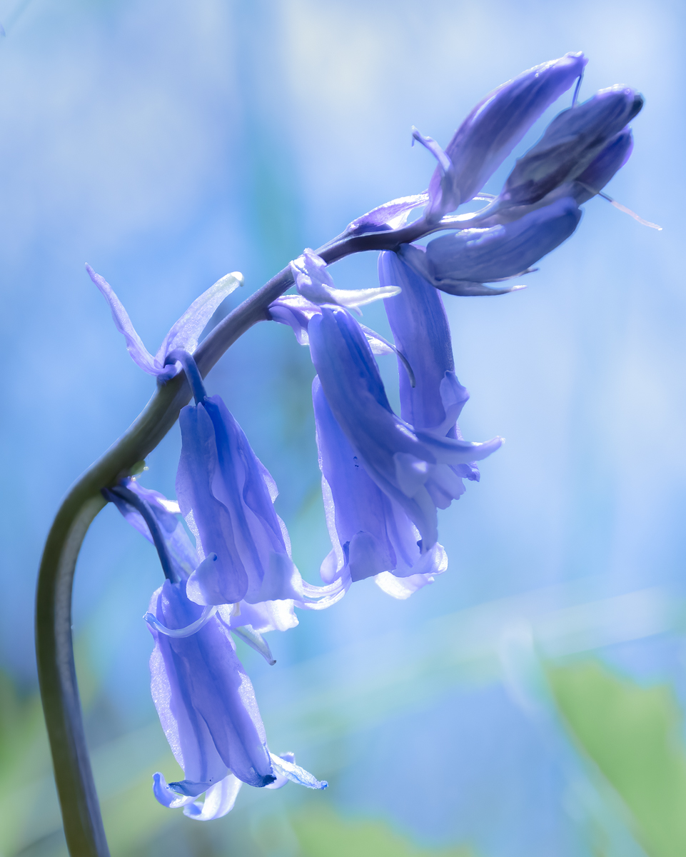 National Plant Monitoring Scheme tweet media
