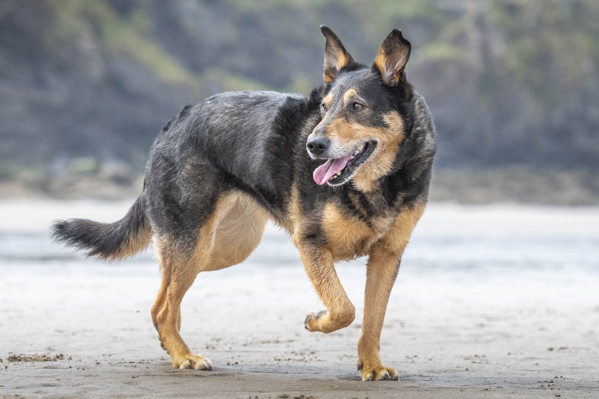 slickmick603's tweet image. We are using #ThrowBackThursday to share photos of Ceri 😊. Enjoy your day 🐾❤️🐾
#dogs #dogcommunity #dogsofX #dogsoftwitter