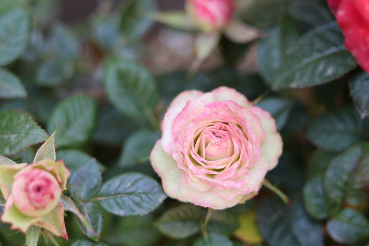 미틈달 초닷새🌱 tweet media