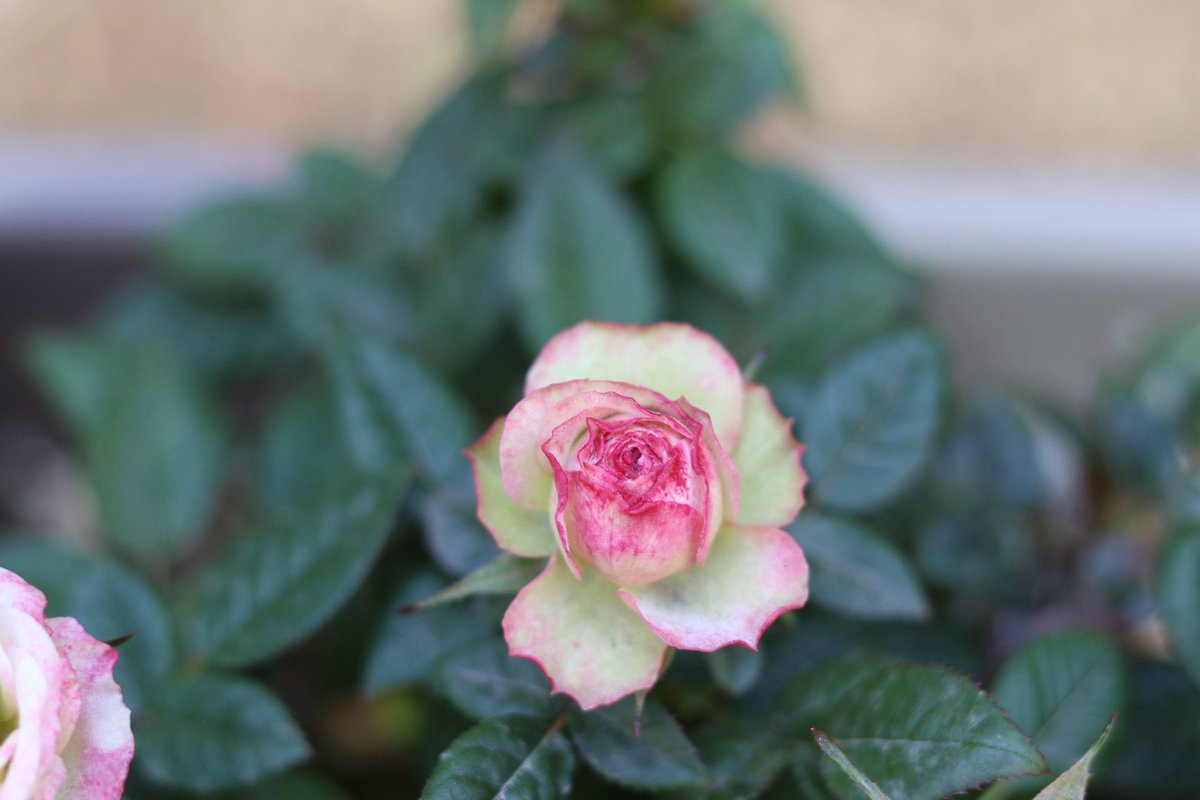 미틈달 초닷새🌱 tweet media