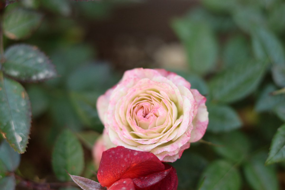 미틈달 초닷새🌱 tweet media