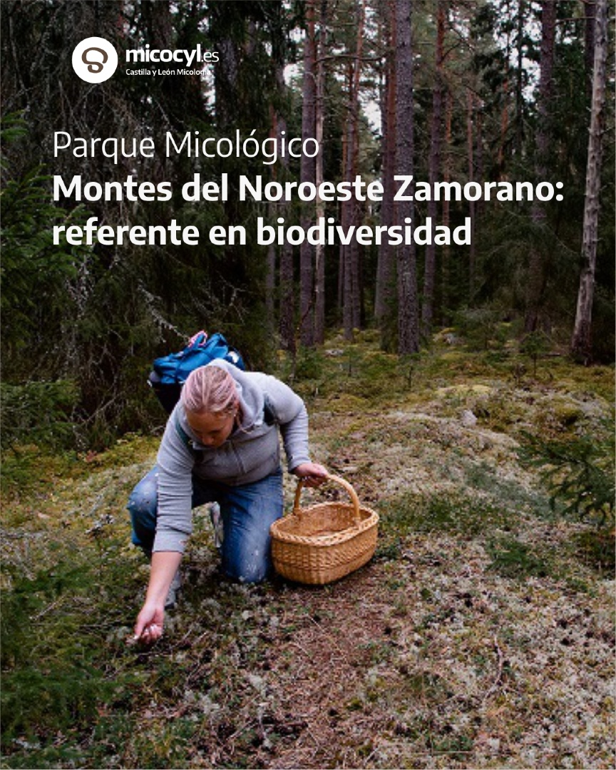 Programa Micocyl tweet media