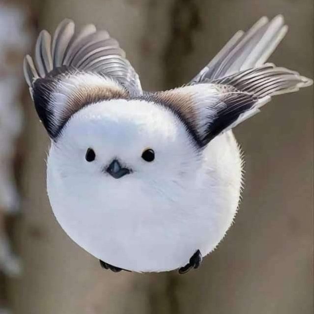 Ikiryo_FPE's tweet image. Paperverse Engel reminds me of Japanese Snow Fairy a lot
Look at them, fluffy and cute

This fella can't get any more adorable 
#FundamentalPaperEducation #EngelFPE
