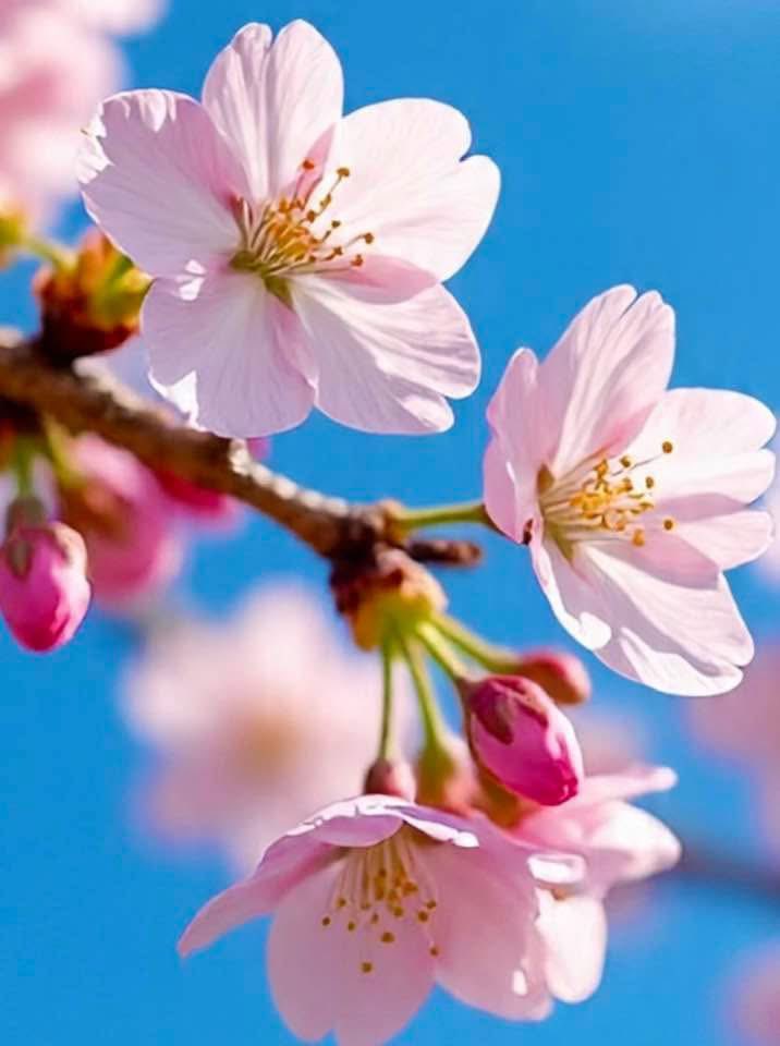 By'miiddaass🦅🦅🦅🦅🦅🦅🦅🦅♐ ☮️🇹🇷 @Ruhi1414112 tweet media