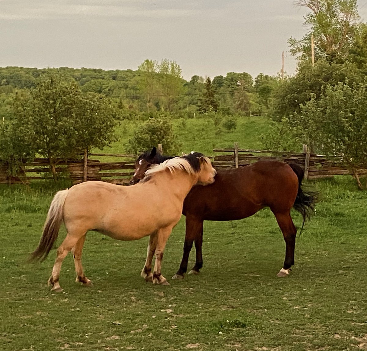 Peter Whitten tweet media