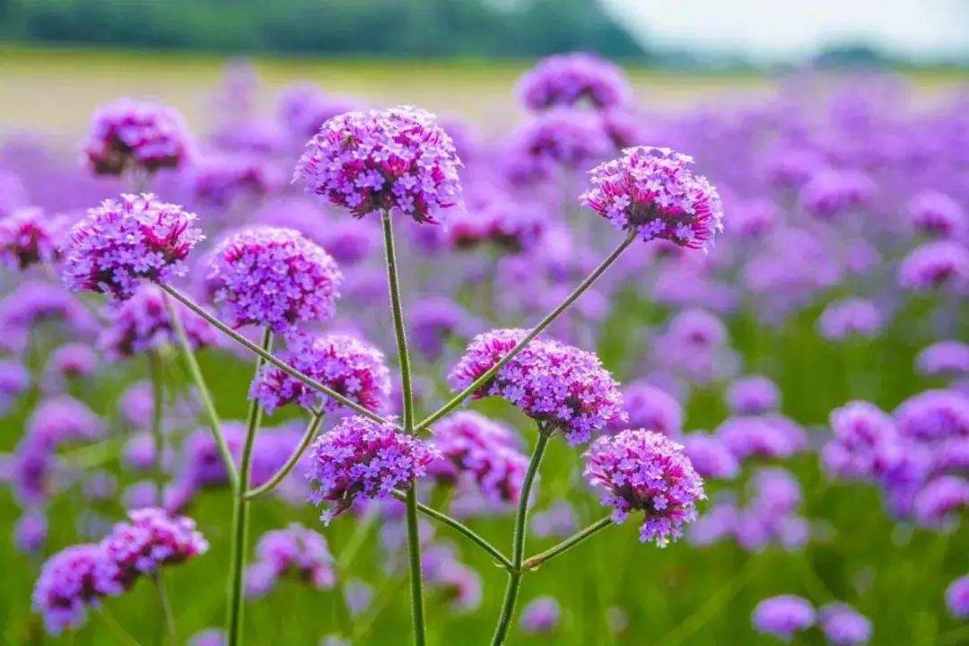 Jerlin Simmons tweet media