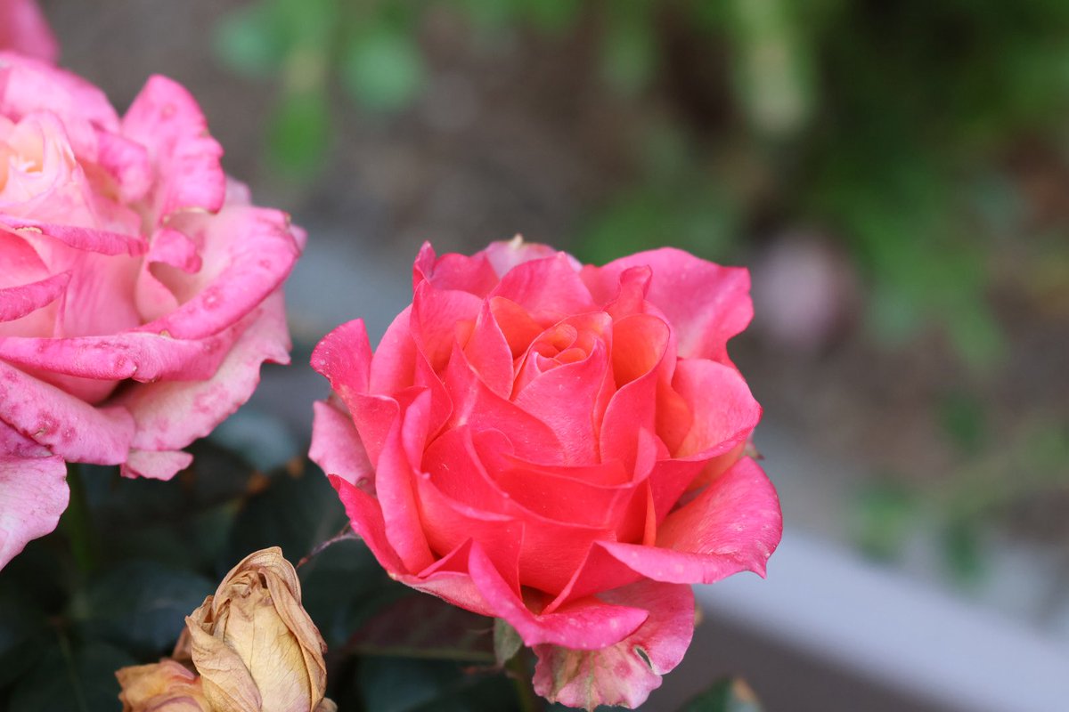 미틈달 초닷새🌱 tweet media