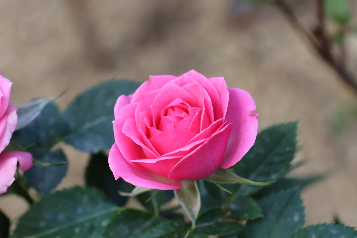 미틈달 초닷새🌱 tweet media