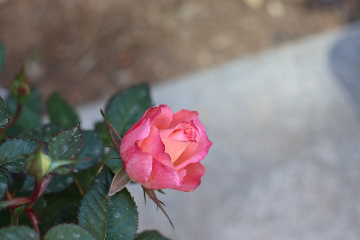 미틈달 초닷새🌱 tweet media