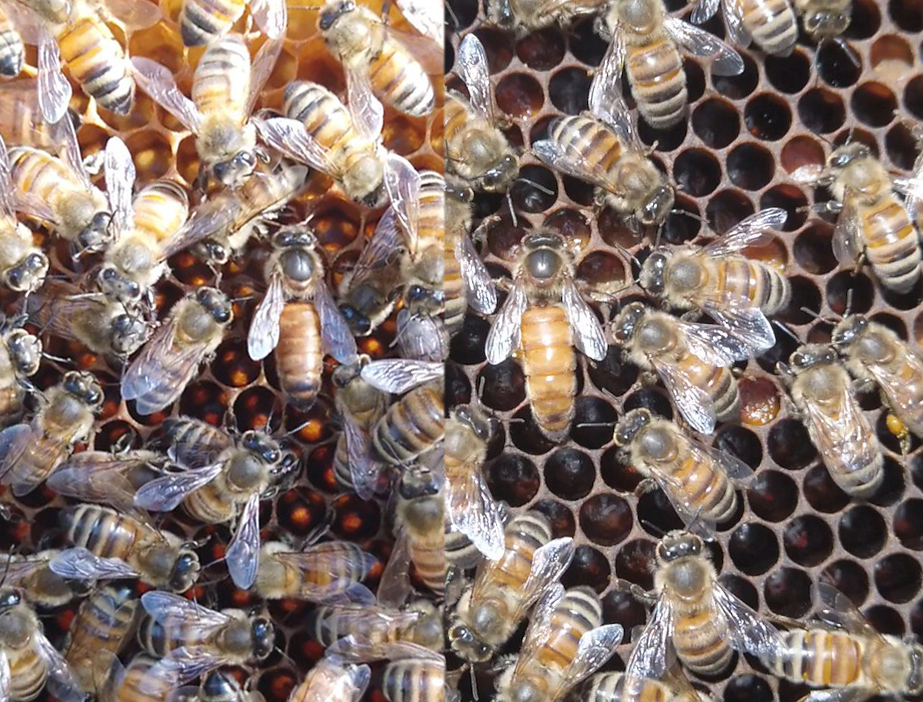 デレゲイツが再び tweet media