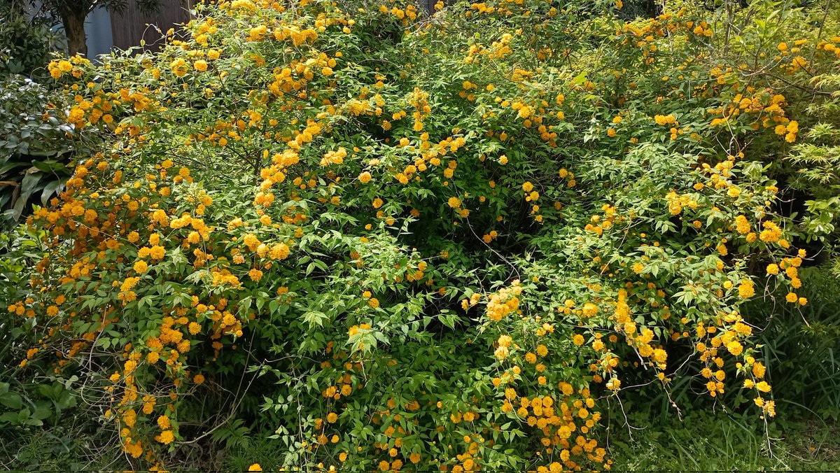 真伸麗 tweet media