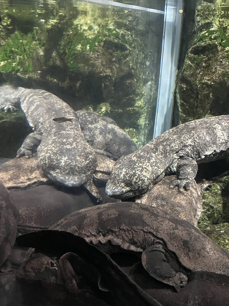 smalllife🐾いのちをだいじに👣🐾🇵🇸🕊️🇮🇷 tweet media