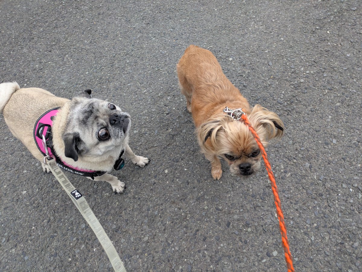 練習ラウンド明け散歩中
風強い南関東　雨降り予感
