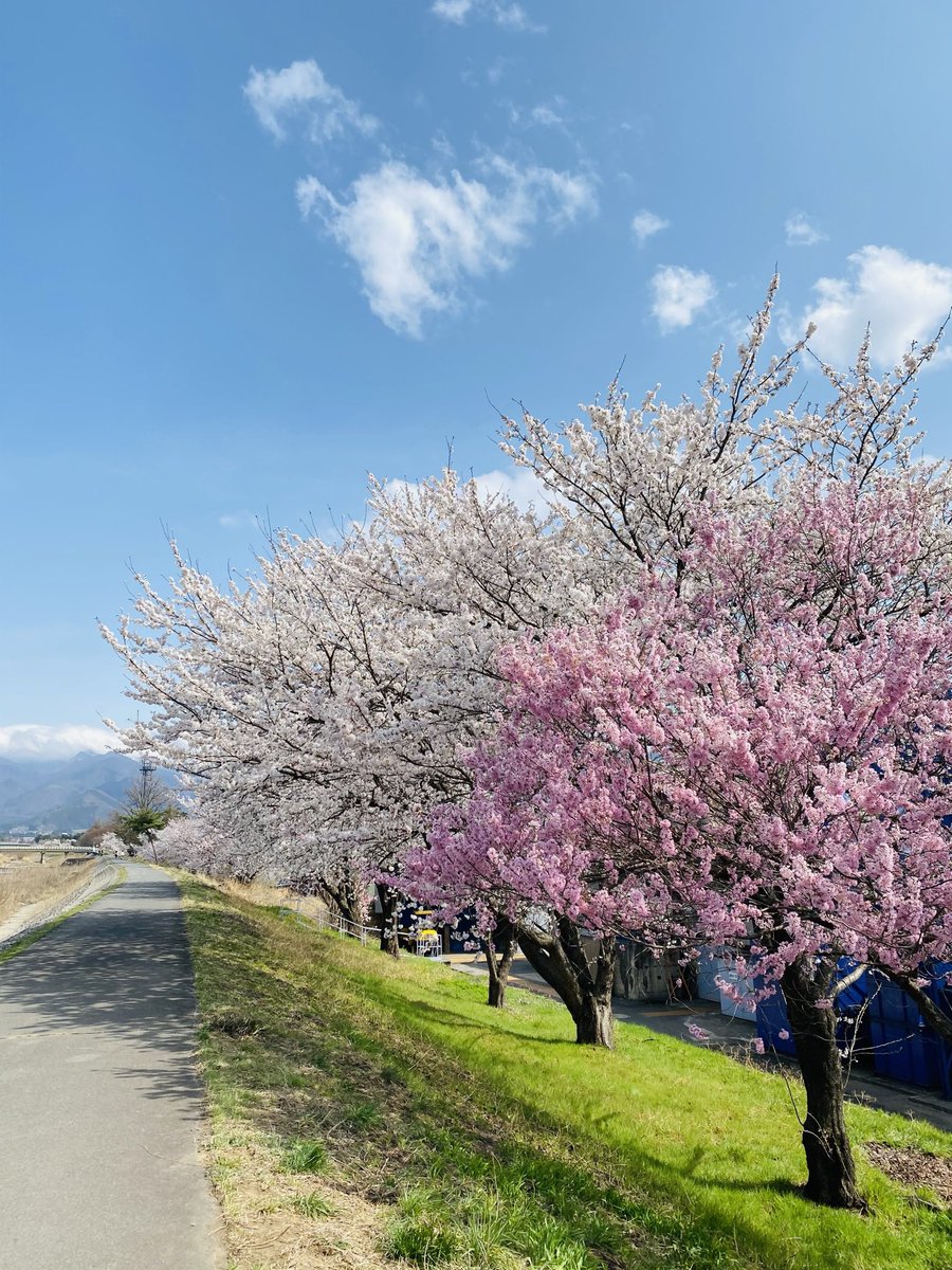 ちりめんさん♨️ tweet media