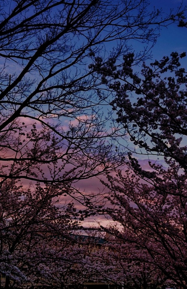 Yukkie🌸Yukko tweet media