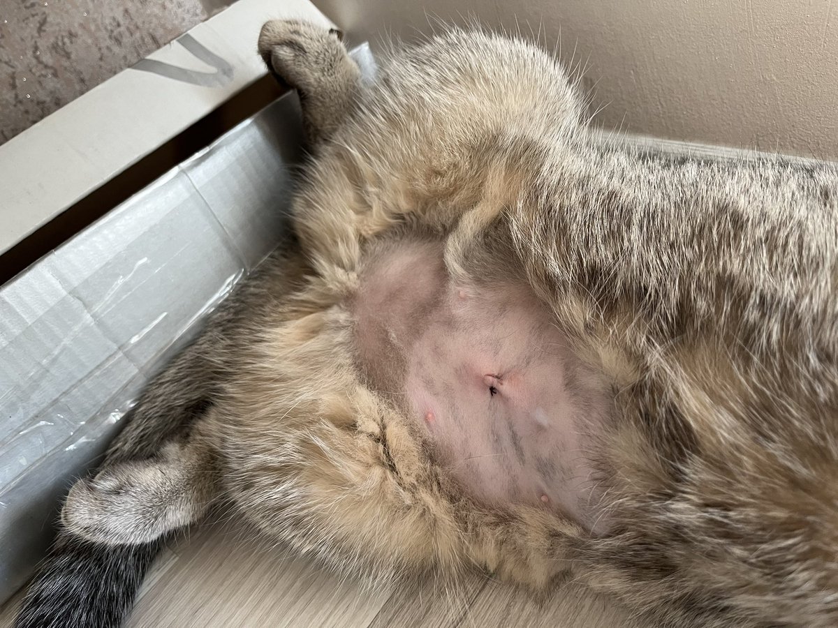 Simba Topiksurat tweet media