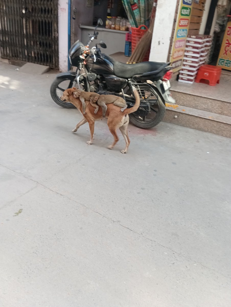 Nature is Amazing ☘️ tweet media