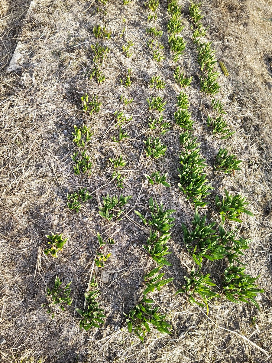 無想ver.3.1 tweet media