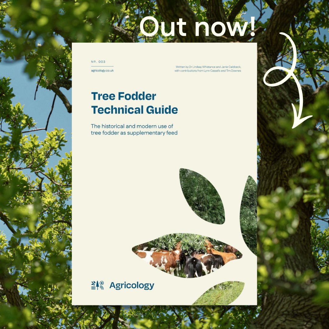agricology's tweet image. 📢Out now! NEW #TreeFodder Tech Guide 🌳

Designed to help farmers and land managers explore the potential of tree fodder for livestock &amp;amp; build more #resilient systems. Practical &amp;amp; evidence-based🐄.

Read it now: agricology.co.uk/resource/tree-…

@orgrescent #Silvopasture #Agroforestry