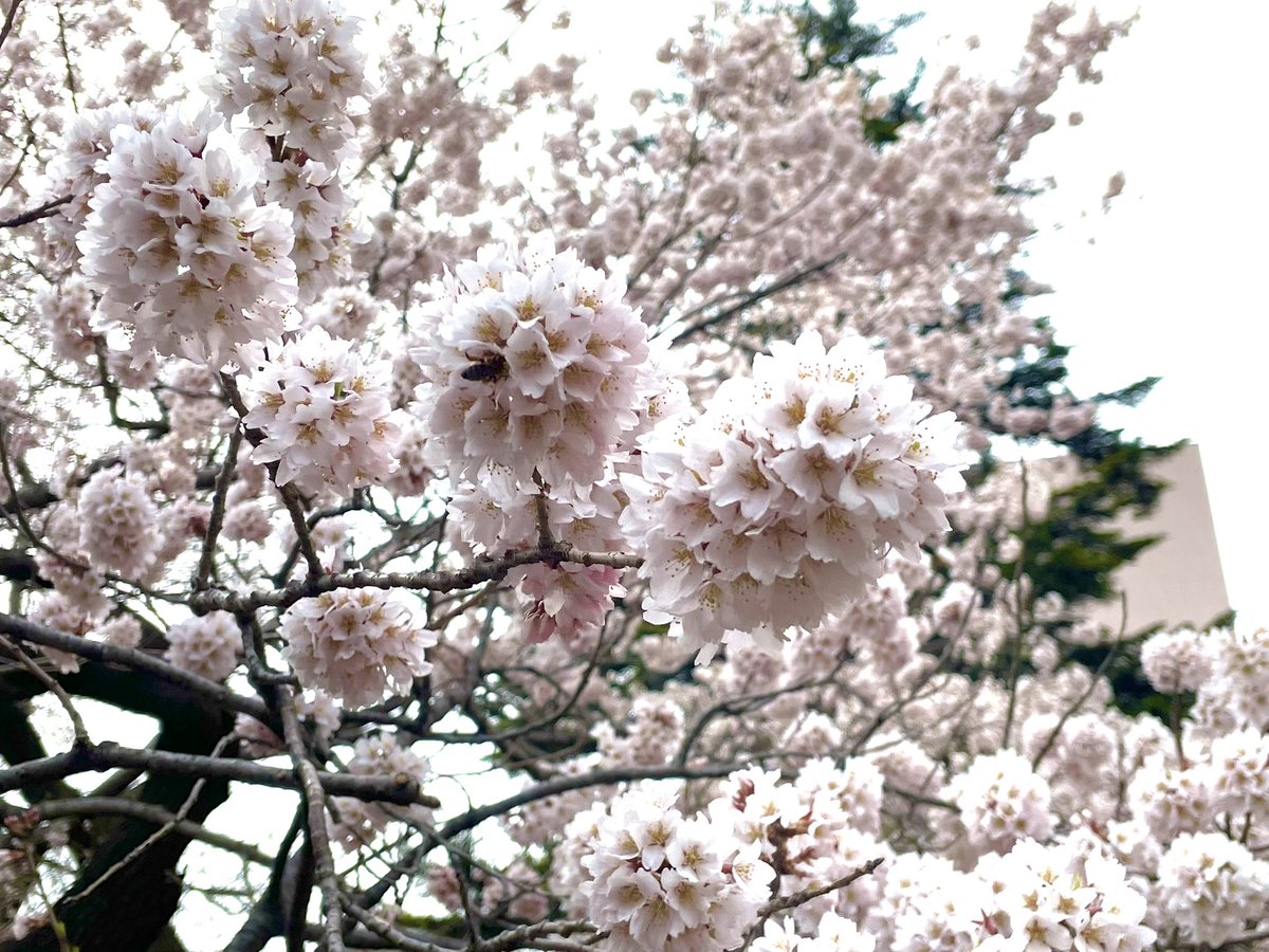 鉄神ガンライザー【公式】 tweet media