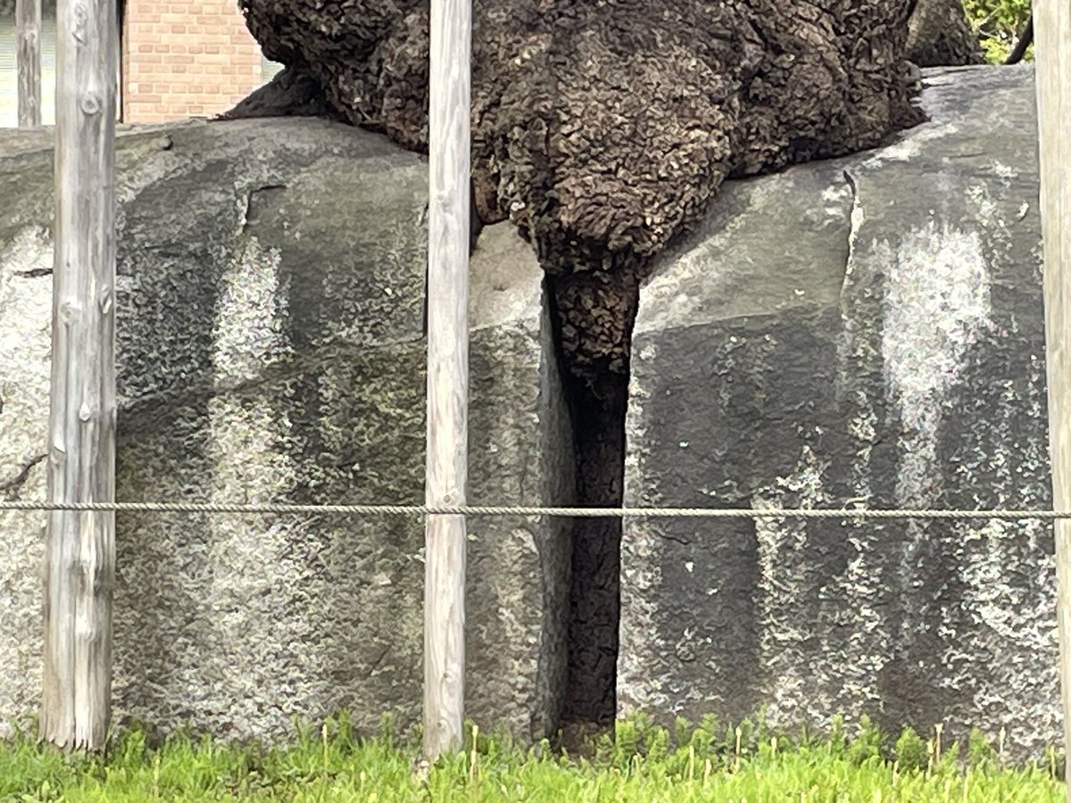 鉄神ガンライザー【公式】 tweet media