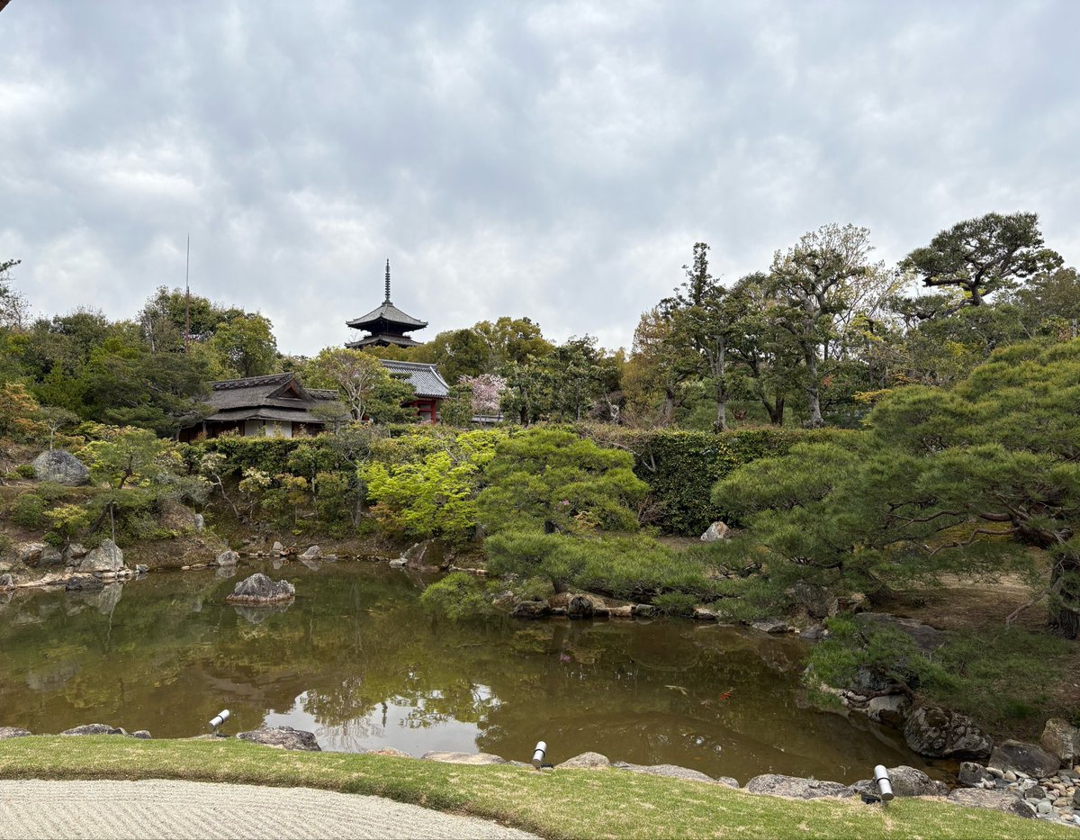 emiheihei's tweet photo. 『TBS世界遺産』の桜特集にもありました仁和寺の御室桜が満開でしたー。
樹齢360年の歴史がある御室桜、ロマン過ぎる。低木なので目の前でこんもりかわいい桜が愛でられます。仁和寺は御所庭園も所蔵品も見応えありました。 https://t.co/5etEccIZPl