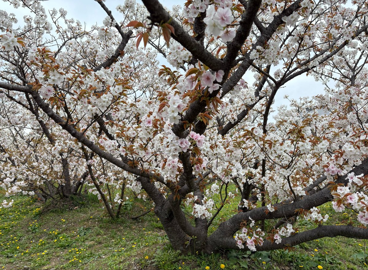 emiheihei's tweet photo. 『TBS世界遺産』の桜特集にもありました仁和寺の御室桜が満開でしたー。
樹齢360年の歴史がある御室桜、ロマン過ぎる。低木なので目の前でこんもりかわいい桜が愛でられます。仁和寺は御所庭園も所蔵品も見応えありました。 https://t.co/5etEccIZPl