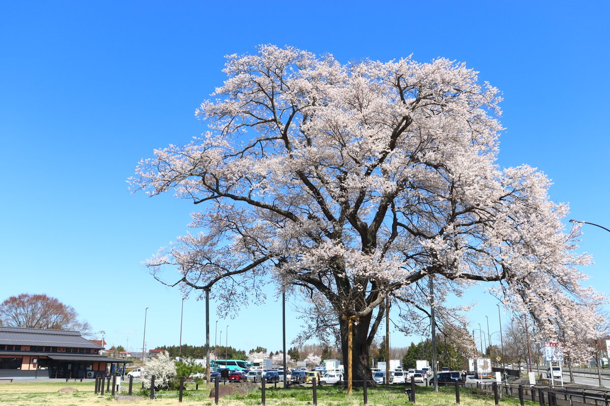 二本松市役所 tweet media