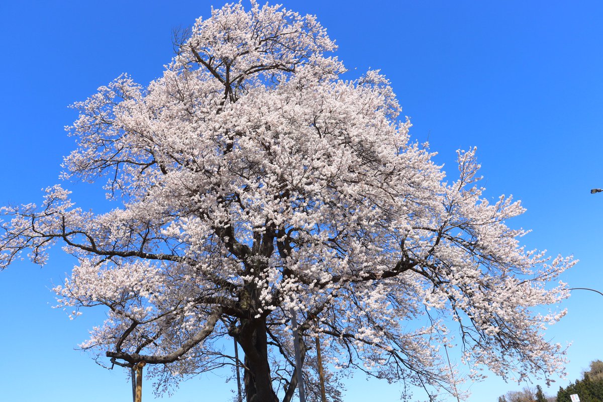 二本松市役所 tweet media