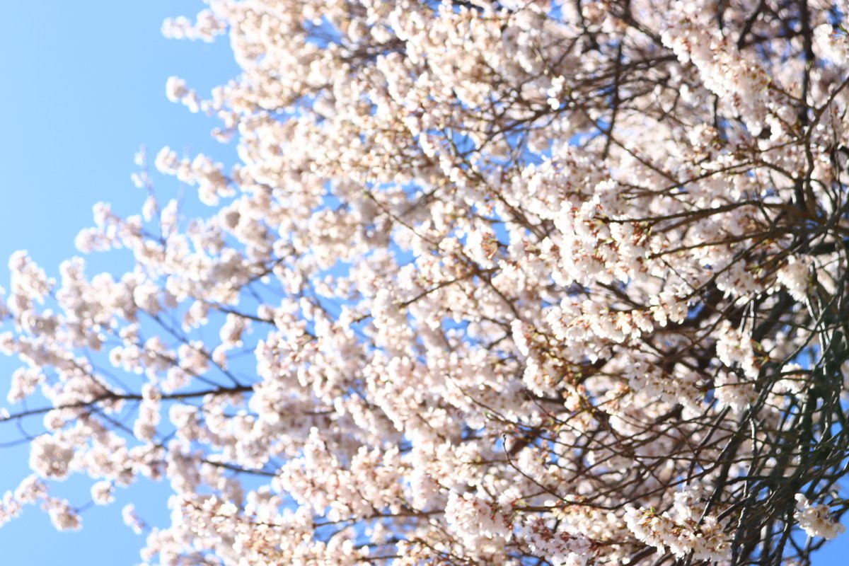 二本松市役所 tweet media